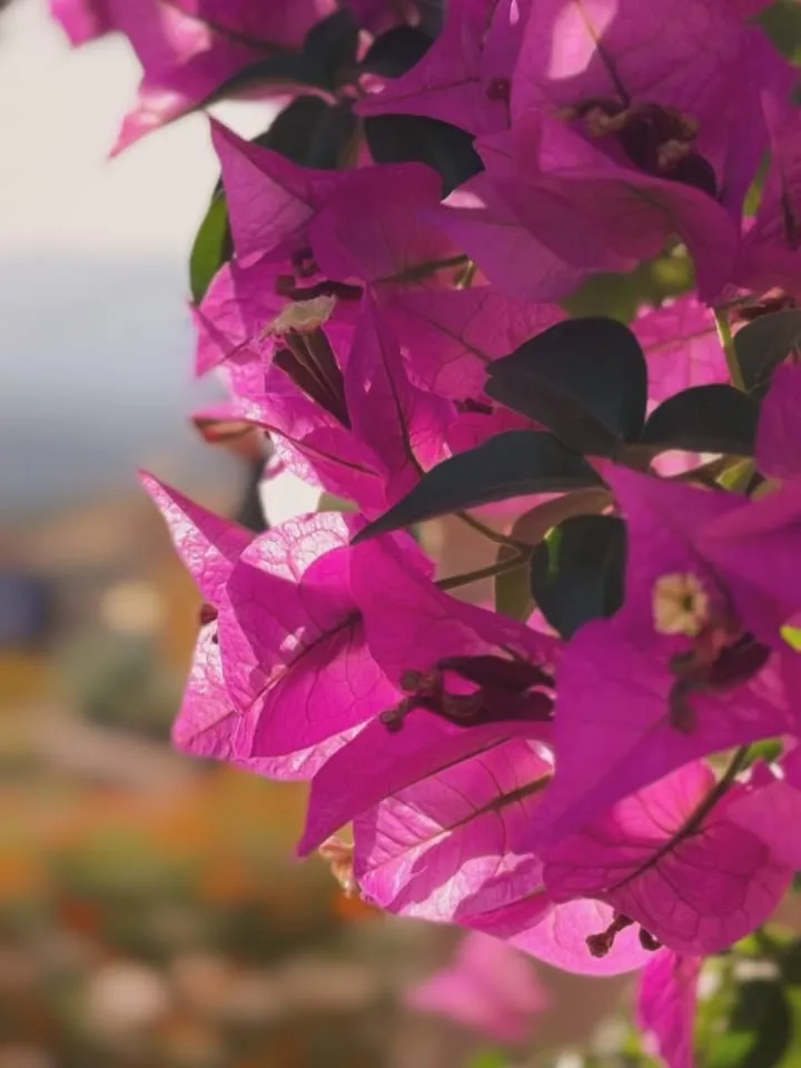 Bougainvillea