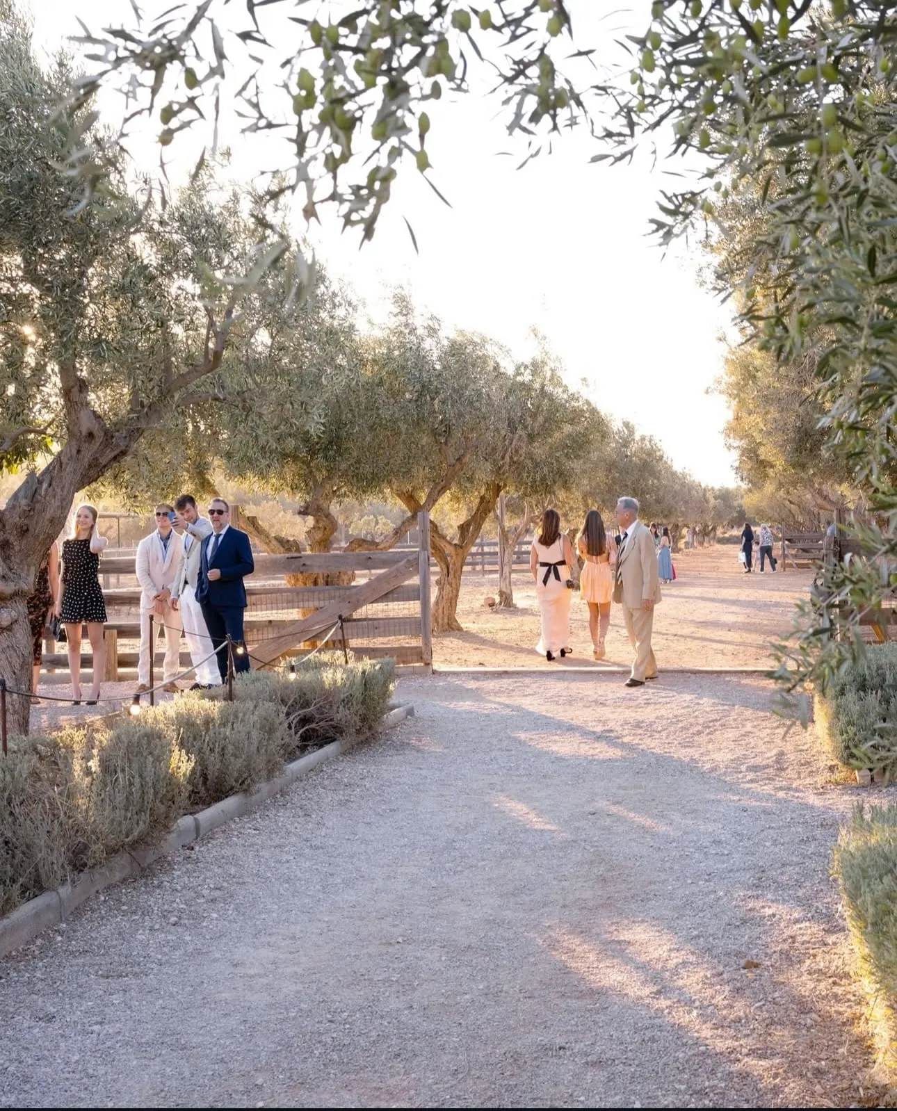 Olive Grove Aisle